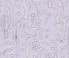 Agua Viva